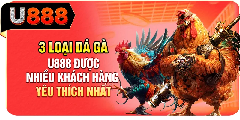 3 loại đá gà U888 được nhiều khách hàng yêu thích nhất